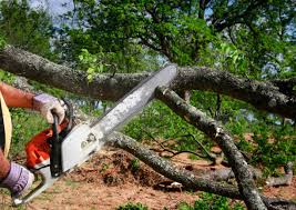 Why Choose Our Tree Removal Services in Bremerton, WA?